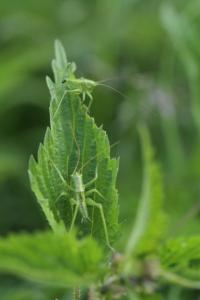 Grande Sauterelle verte