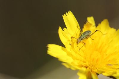 <i>Phaneroptera</i>