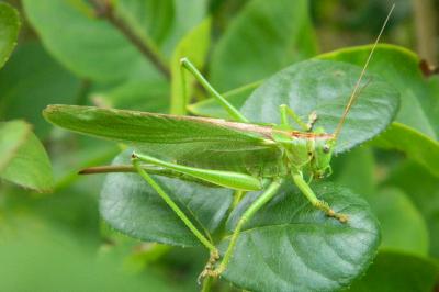 Grande Sauterelle verte
