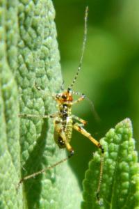 Leptophye ponctuée