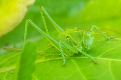 Leptophye ponctuée