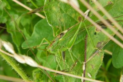 Grande Sauterelle verte