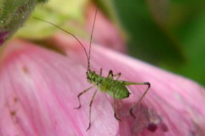 Leptophye ponctuée