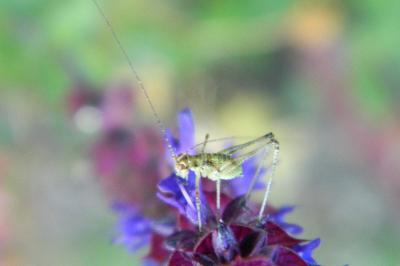 Leptophye ponctuée