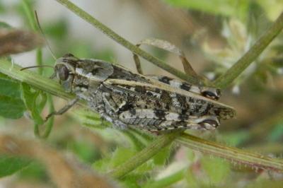 Caloptène italien