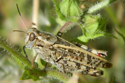 Caloptène italien