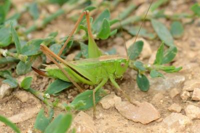Decticelle bicolore