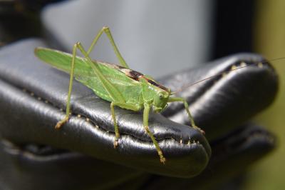 Grande Sauterelle verte