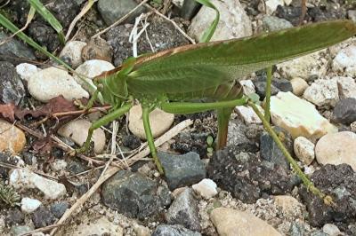 Grande Sauterelle verte
