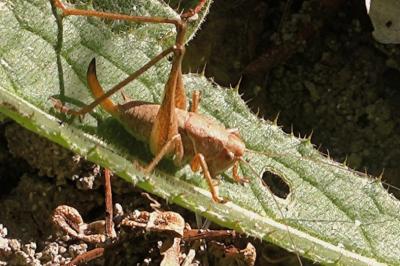Pholidoptera griseoaptera