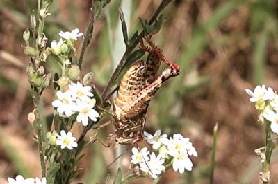 Caloptène ochracé