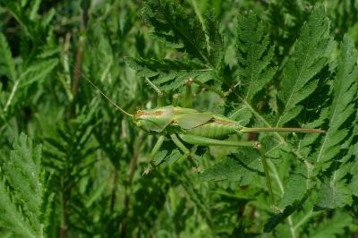 Grande Sauterelle verte