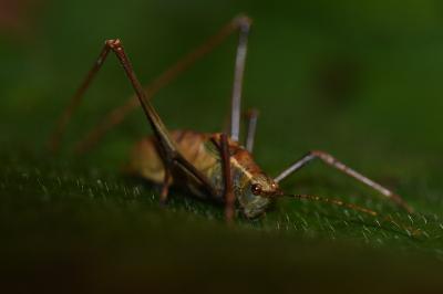 Leptophye ponctuée