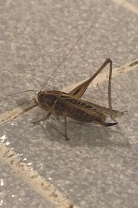 Decticelle carroyée