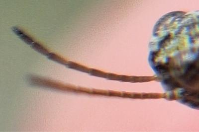 Tétrix des carrières