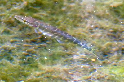 Brochet