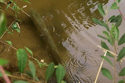 Brochet