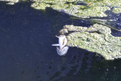 Brochet