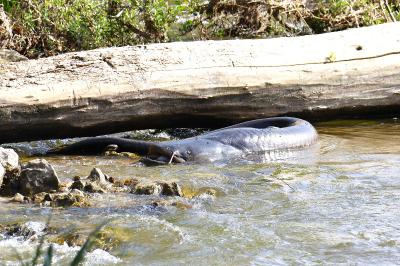 Silurus glanis