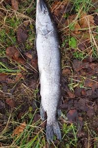 Brochet