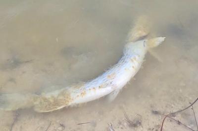 Brochet