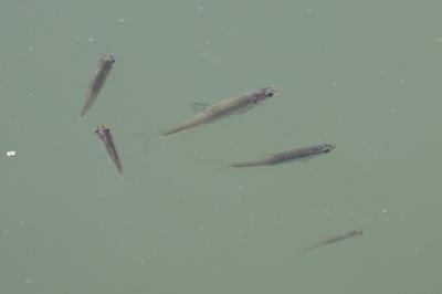 <i>Pseudorasbora parva</i>