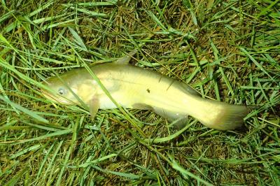 Poisson-chat