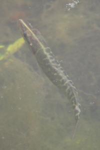 Brochet