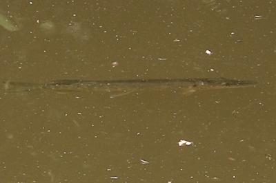 Esox lucius