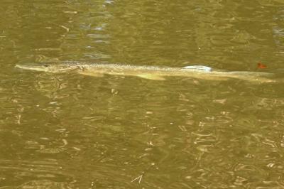 Brochet