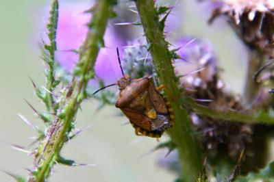 <i>Carpocoris purpureipennis</i>