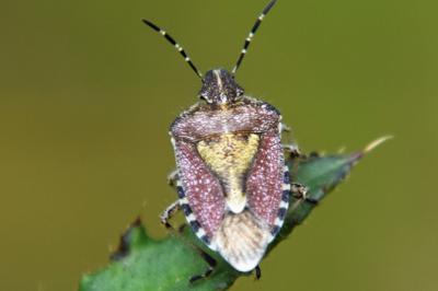 <i>Dolycoris baccarum</i>