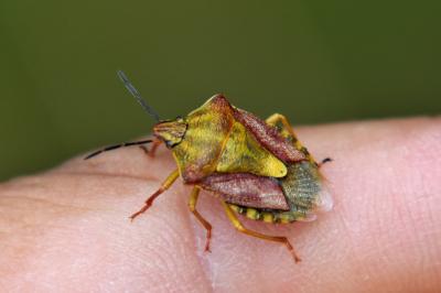 <i>Carpocoris purpureipennis</i>