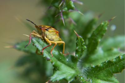 <i>Carpocoris purpureipennis</i>