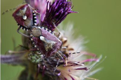 <i>Dolycoris baccarum</i>