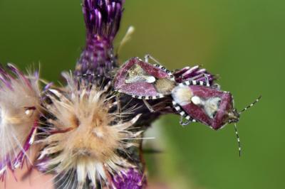 <i>Dolycoris baccarum</i>