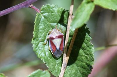 <i>Piezodorus lituratus</i>