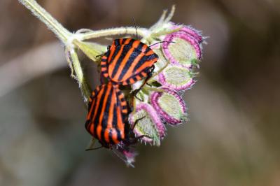 <i>Graphosoma italicum</i>
