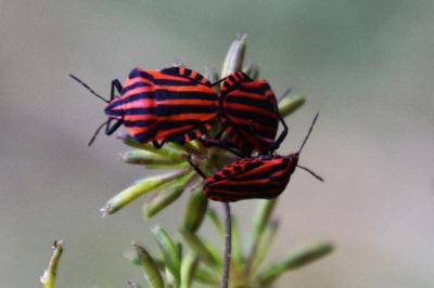 <i>Graphosoma italicum</i>