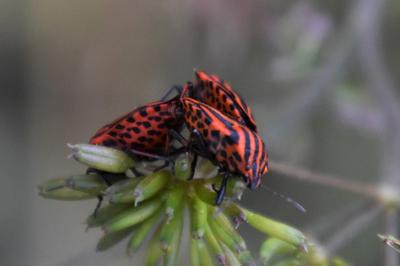 <i>Graphosoma italicum</i>