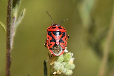 <i>Eurydema ornata</i>