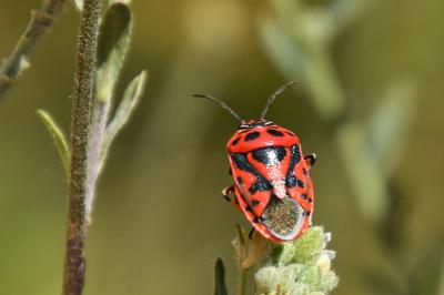 <i>Eurydema ornata</i>