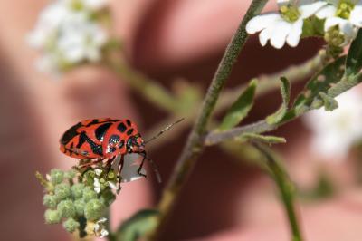 <i>Eurydema ornata</i>