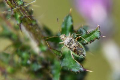 <i>Stictopleurus punctatonervosus</i>