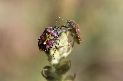 <i>Dolycoris baccarum</i>