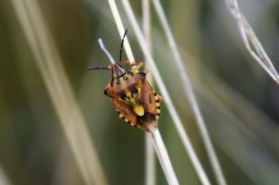 <i>Carpocoris purpureipennis</i>