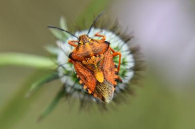 <i>Carpocoris purpureipennis</i>