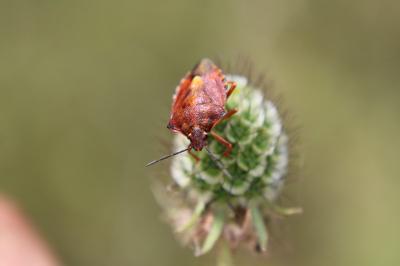 <i>Carpocoris purpureipennis</i>