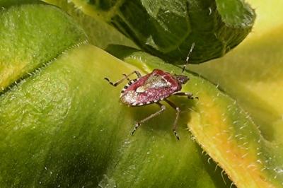 <i>Dolycoris baccarum</i>