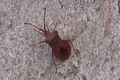 <i>Coreus marginatus</i>